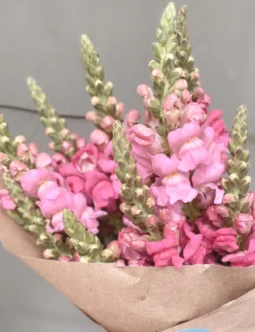 Snap Dragon Bouquet
