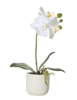 HSF- White Orchid Plant
