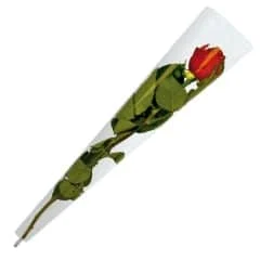 Red single Rose in sleeve