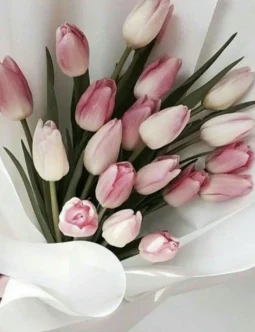 Love For Tulip